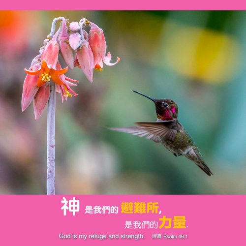 Humming Bird, David Chang