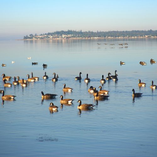 Charles Lei, Birch Bay, WA