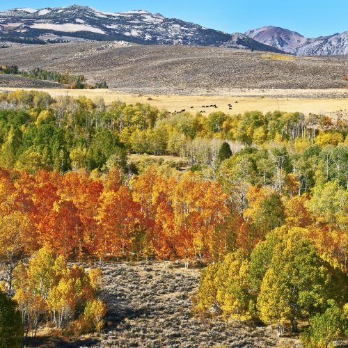 Charles Li, Eastern Sierra