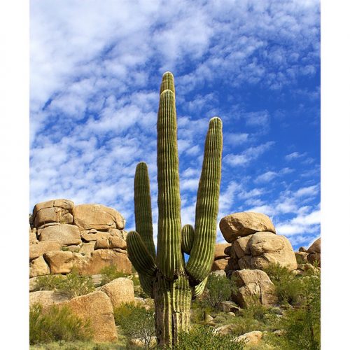 James Yao, Boulders, AZ