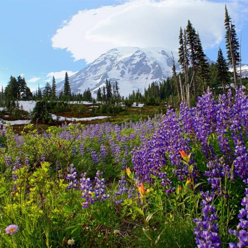 James Yao, Mt. Rainier, Seattle