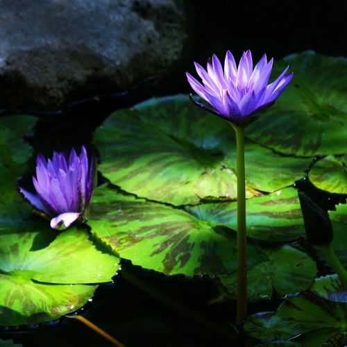Yongnian Gu, The Purple