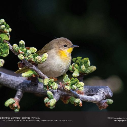 Arcadia Arboretum, California: David Chang